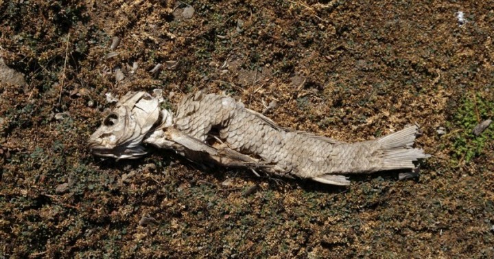 Foto : Seekor ikan mati tergeletak di danau Penuelas yang mengering di Valparaiso, Chili 19 April 2022