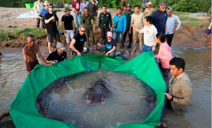 Ikan pari raksasa pemecah rekor dengan berat 300kg dan panjang empat meter
