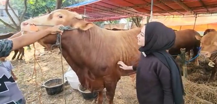 Nathalie Holscher sedang memilih sapi untuk kurban /YouTube NATHALIE HOLSCHER