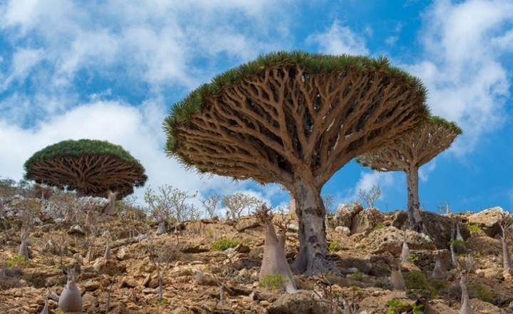 Yang menarik tumbuhan unik yang tumbuh di Pulau Socotra di antaranya adalah pohon Darah Naga. FOTO/ Penguin Travel   