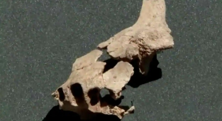 Fosil manusia tertua yang ditemukan /reuters