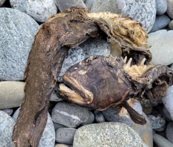 Foto : Seekor makhluk laut yang telah membusuk juga ditemukan terdampar di sebuah pantai di Oregon, AS