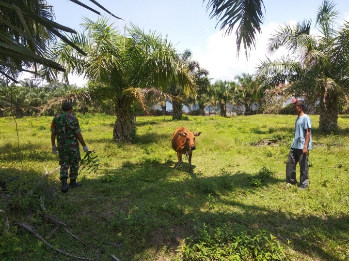 Anggota Babinsa Rupat saat sosialisasi terkait penyakit PMK pada sapi