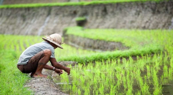 Petani menanam padi. Sumber: Aksrida