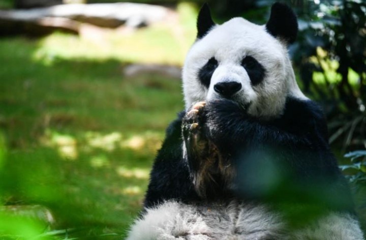 Foto : An An, panda jantan tertua di dunia di penangkaran