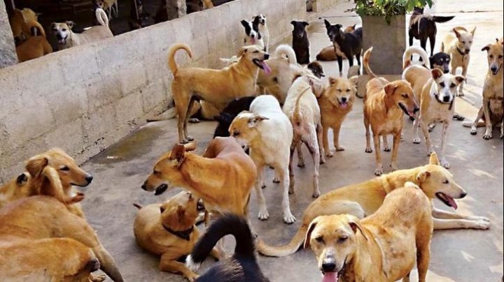Foto : Pria Bersenjata Bunuh 29 Anjing di Qatar, Pembunuhan Picu Kemarahan di Media Sosial (IndiaTimes)