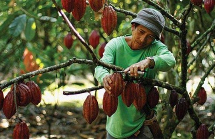 Petani kakao. Sumber: Internet
