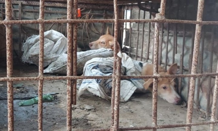 Foto : Juru kampanye hak-hak binatang mengatakan perdagangan daging anjing di Indonesia tidak manusiawi