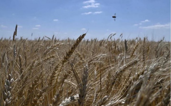 Produksi gandum global diperkirakan mencapai hampir 775 juta ton pada 2022-2023, 4,5 juta lebih rendah dari tahun sebelumnya. FOTO: AFP
