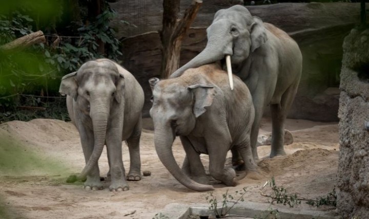 Foto: Virus Herpes Membunuh 3 Gajah di Kebun Binatang Zurich