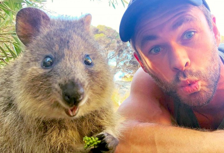 Chris Hemsworth saat selfie bersama Quokka