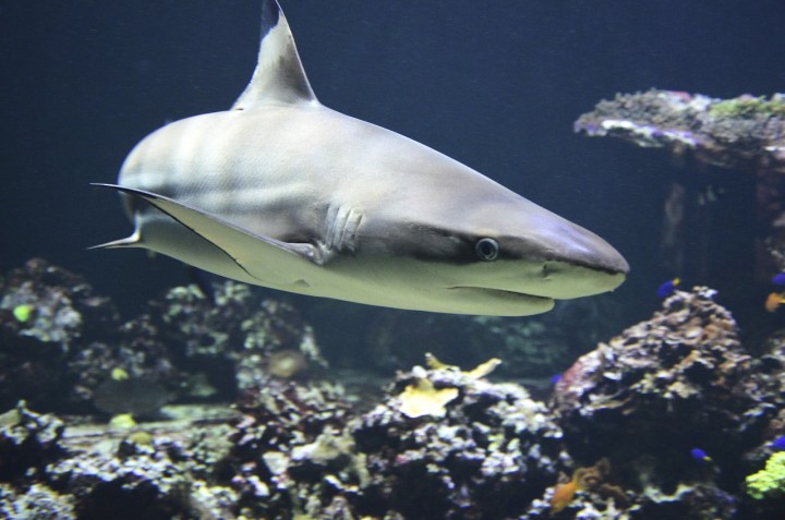 Ditemukan spesies hiu berjalan di Papua Nugini /pixabay