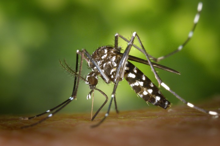 spesies nyamuk yang hilang selama 90 tahun di Papua Nugini, ditemukan di Australia /pexels