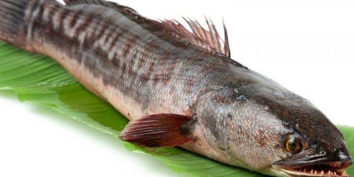 Ikan gabus, ternyata memiliki manfaat yang baik bagi kesehatan tubuh kita /KlikDokter