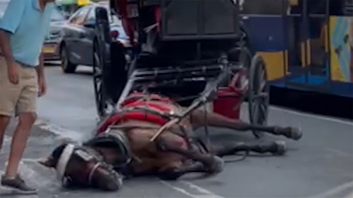 Kereja kuda yang terjatuh di New York City Street