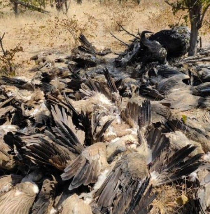 Lebih Dari 150 Burung Nasar yang Terancam Punah Diracun di Afrika Selatan dan Botswana