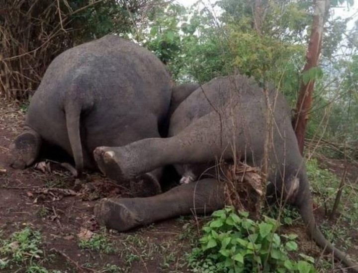 Hari Gajah Sedunia: India Kehilangan Banyak Gajah Karena Sengatan Listrik Dan Dilindas Kereta Api, Daripada Perburuan