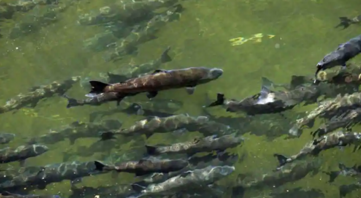 Paparan klorin diyakini telah membunuh puluhan ribu ikan di Universitas California /Agencies
