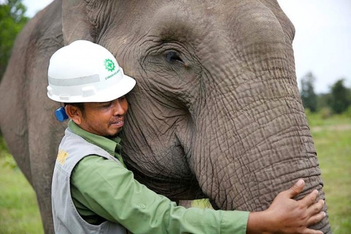 Hubungan Istimewa Gajah Sumatera dan Pawang di Elephhant Flying Squad PT RAPP