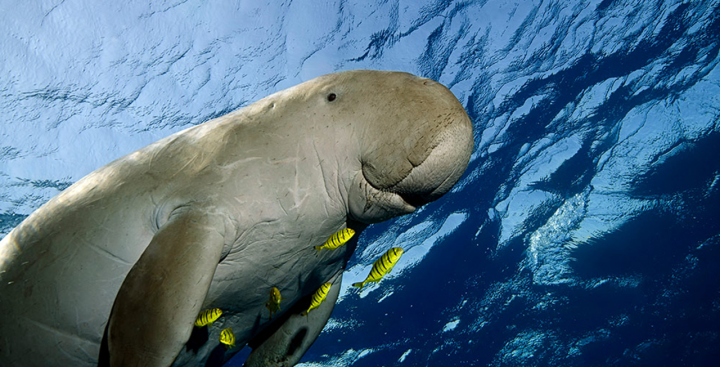 Binatang dugong. Sumber: Internet