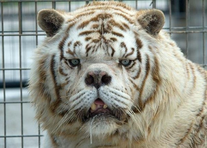 Potret Harimau Putih Kenny yang Mengalami Down Syndrome Akibat Perkawinan Saudara (twitter)