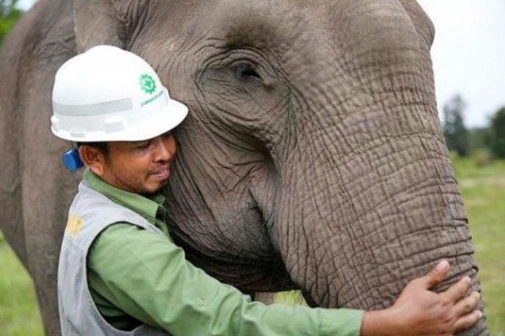 Mengintip Aktivitas 'Gajah Terbang' di Hutan Riau