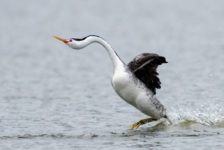 Clark grebe. Sumber: Hannabird