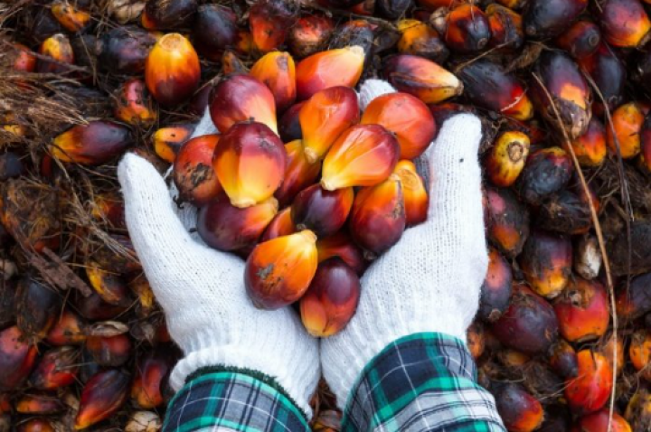 Harga sawit TBS di Riau kembali naik pekan ini /tropis.co