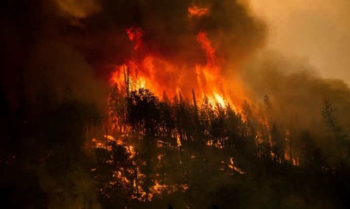 Api dari kebakaran McKinney menghanguskan pohon di sepanjang California Highway 96 di Klamath National Forest, California [File: Noah Berger/AP]