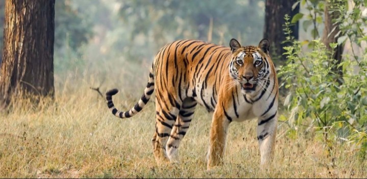Cinta Ibu Sepanjang Masa! Wanita Ini Nekat Melawan Harimau Demi Menyelamatkan Bayinya Saat Akan Ditelan Sang Raja Hutan