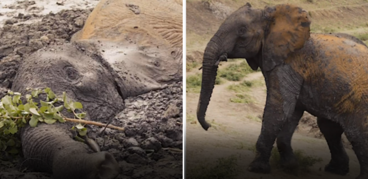 Seekor Gajah yang Terjebak Lumpur Selama Dua Hari Berhasil Diselamatkan di Kenya, Videonya Jadi Viral...