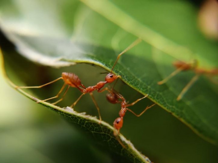 Ilmuwan Menghitung Berapa Banyak Semut yang Hidup di Bumi, Dan Jumlahnya Mengejutkan