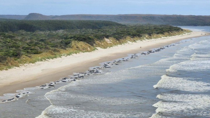 Penampakan 230 Paus yang Terdampar di Pantai Tasmania, Australia (Photo: Reuters)