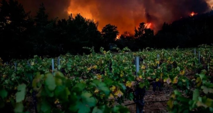 Ketika Krisis Iklim Mengancam Industri Anggur Utama California Senilai USD 45 Miliar