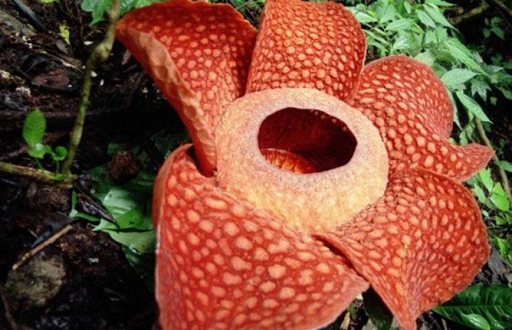 Pria Ini Menemukan Rafflesia, Bunga Terbesar di Dunia, Saat Berjalan di Tengah Hutan di Indonesia