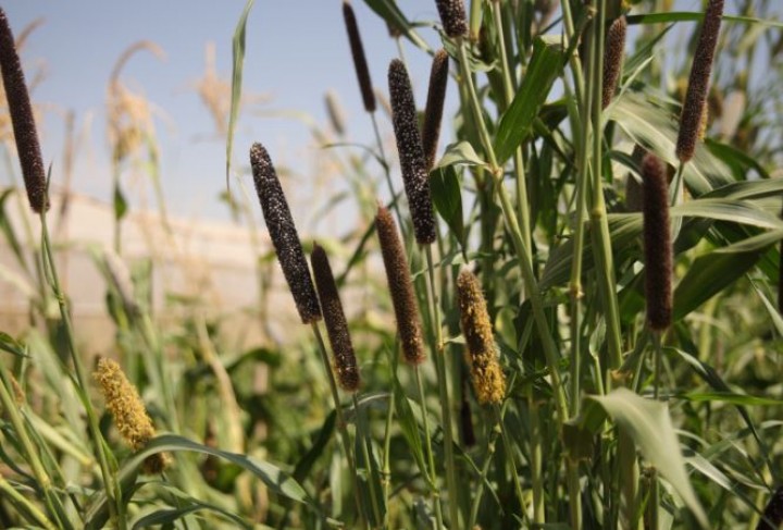 Pertanian Lebanon Meregenerasi Tanah dan Mempromosikan Ketahanan Pangan
