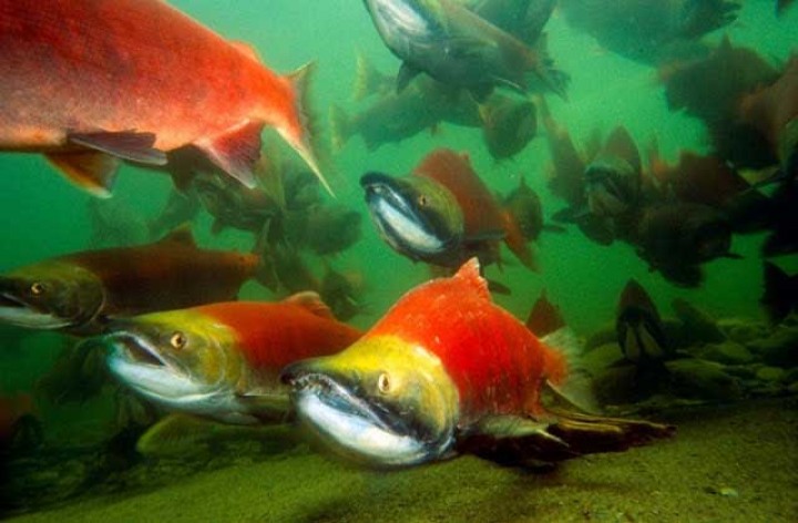 Ribuan ikan Salmon liar di Sungai British Columbia mati akibat kekeringan /net