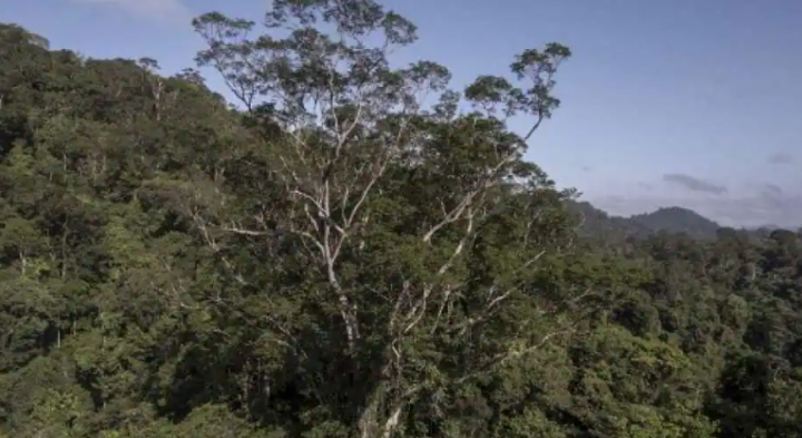 Ilmuwan berhasil capai pohon tertinggi di hutan hujan Amazon /AFP