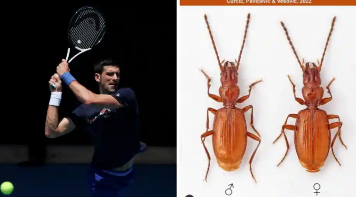 Ilmuwan Serbia menamai kumbang terinspirasi dari petenis Novak Djokovic 