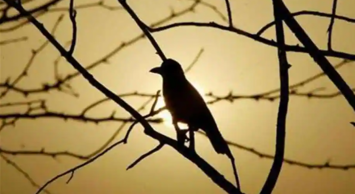 Studi menyebutkan mendengarkan kicau burung dapat membantu mengurangi stres dan kecemasan pada manusia /Reuters