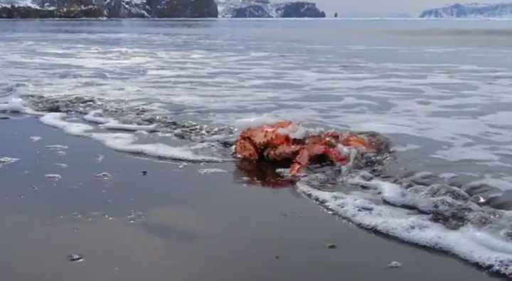 Ilmuwan sebut adanya penurunan angka populasi kepiting salju secara misterius di Alaska /net