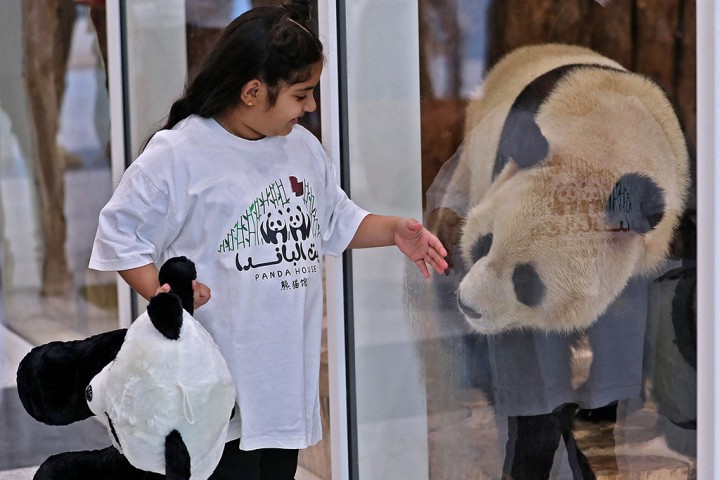 Potret Panda dan Anak Qatar, Dimana Panda Tersebut datang Sebagai Hadiah Dari Bejing untuk Piala Qatar 2022. (Foto: Medcom)