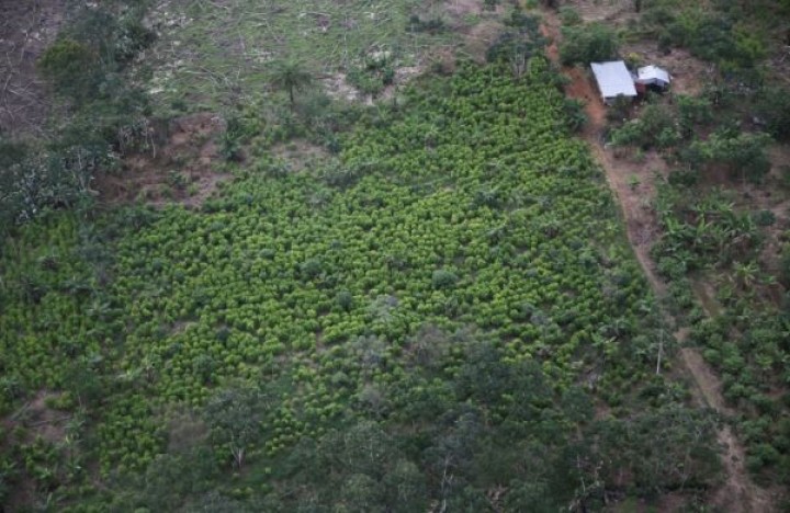 PBB Sebut Tanaman Koka Kolombia Tumbuh ke Tingkat Bersejarah Pada Tahun Lalu