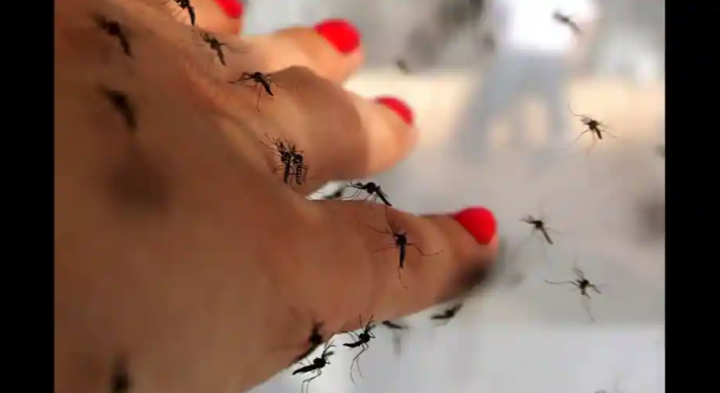 Studi menyebutkan ada alasan beberapa orang menjadi magnet nyamuk dalam kesehariannya /Reuters