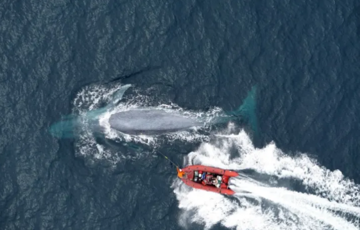 Studi menyebutkan paus biru memakan 10 juta keping mikroplastik dalam sehari /AFP