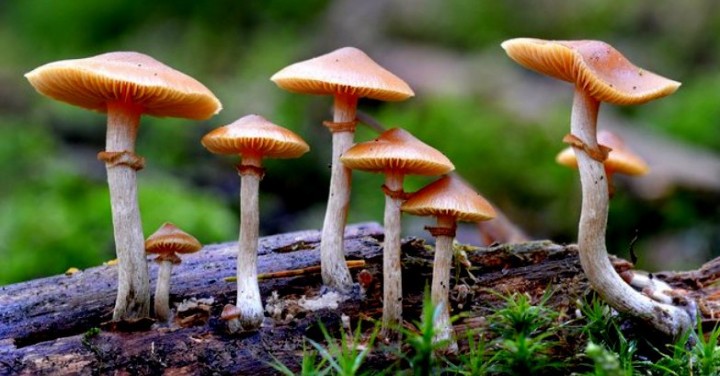 Studi menyebutkan jamur ajaib dapat menjadi alat pengobatan depresi /nusantaranews.co