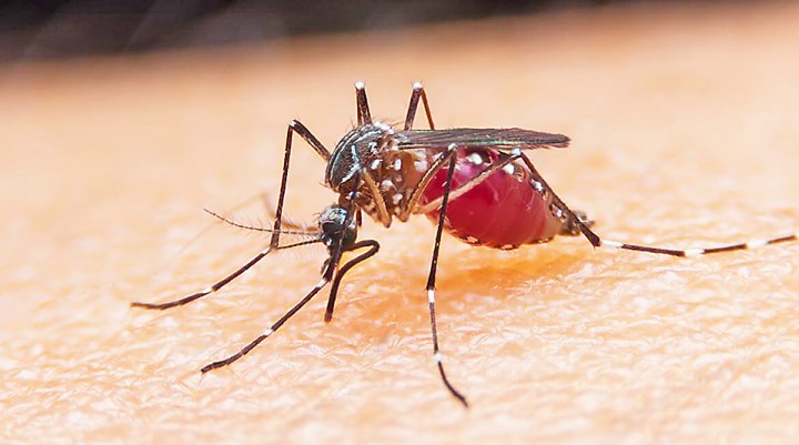 Ilmuwan ungkap alasan nyamuk lebih memilih darah manusia daripada hewan /net