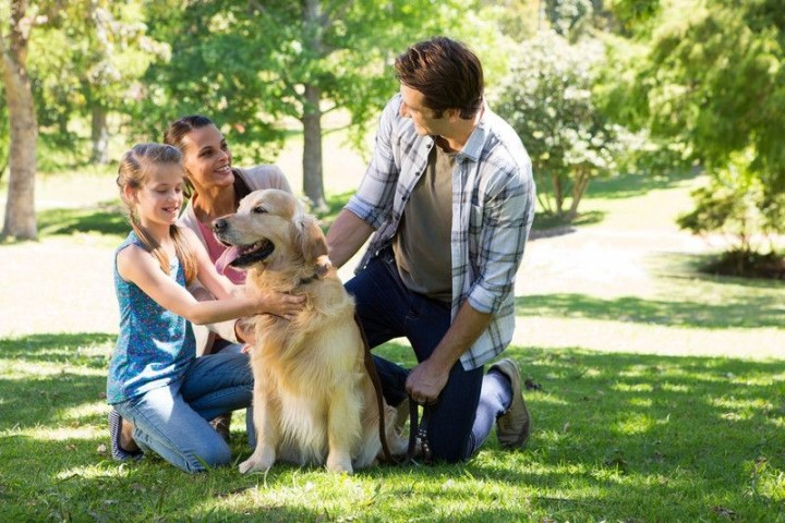 Studi menyebutkan berinteraksi dengan anjing dapat mengurangi stres dan depresi /idntimes.com
