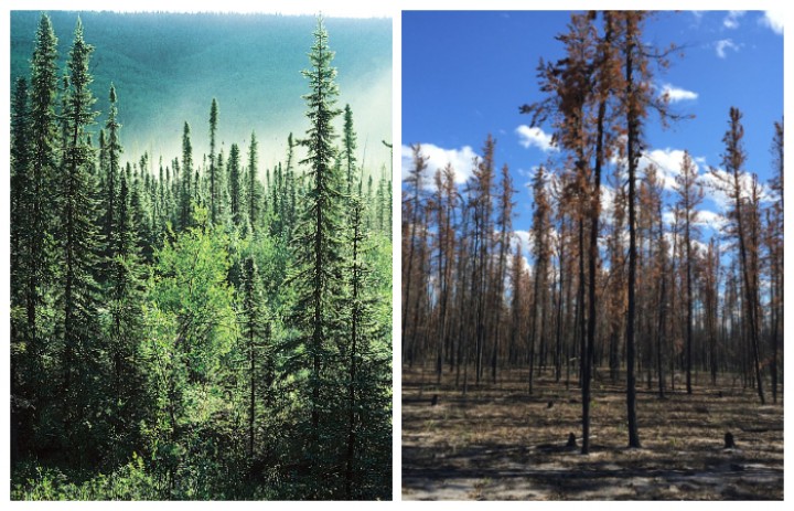 Paru-paru kedua bumi, Hutan Boreal perlahan hancur akibat pemanasan global