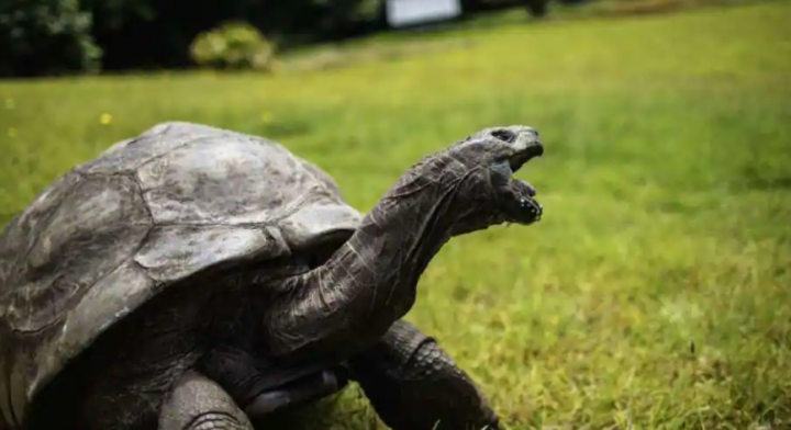 Jonathan, kura-kura tertua di dunia merayakan ulang tahun ke 190 /AFP